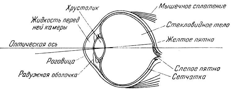 Рис.11. Строение глаза